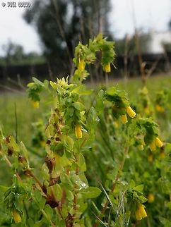 Cerinthe major  Cerinthe major,Geotagged,Greater Honeywort,Italy,Spring