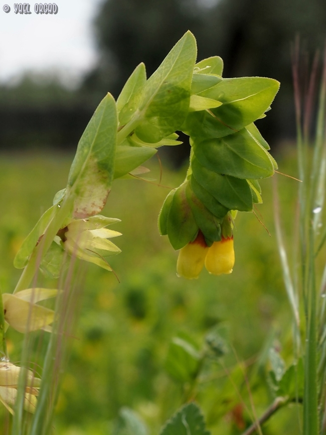Cerinthe major  Cerinthe major,Geotagged,Greater Honeywort,Italy,Spring
