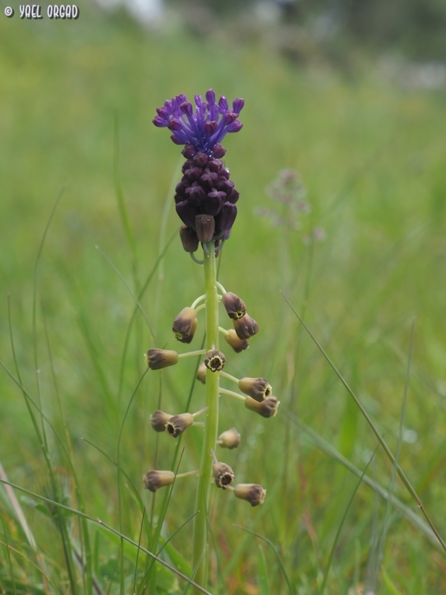Leopoldia comosa  Geotagged,Italy,Leopoldia comosa,Leopoldia_comosa,Muscari comosum,Spring,Tassel grape hyacinth