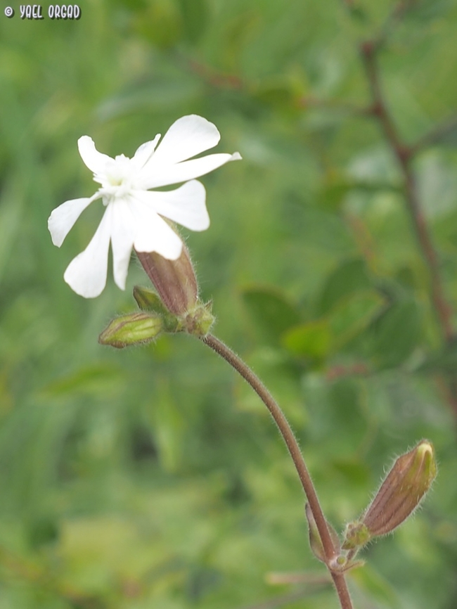Silene italica It makes sense to find the Italian Silene in Italy...  Geotagged,Italy,Silene italica,Spring