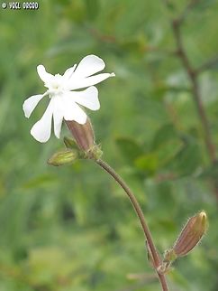 Silene italica It makes sense to find the Italian Silene in Italy...  Geotagged,Italy,Silene italica,Spring
