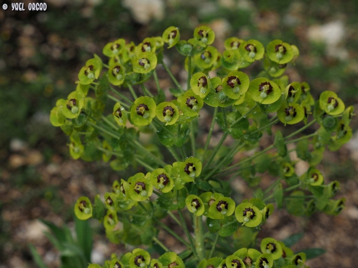 Euphorbia characias  Euphorbia characias,Geotagged,Italy,Mediterranean spurge,Spring