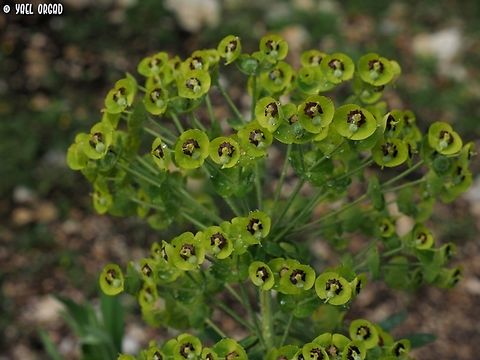 Euphorbia characias  Euphorbia characias,Geotagged,Italy,Mediterranean spurge,Spring