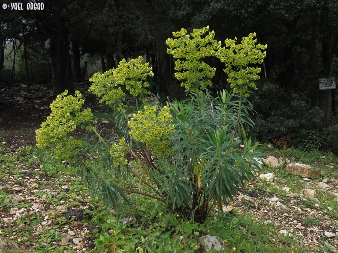 Euphorbia characias  Euphorbia characias,Geotagged,Italy,Mediterranean spurge,Spring