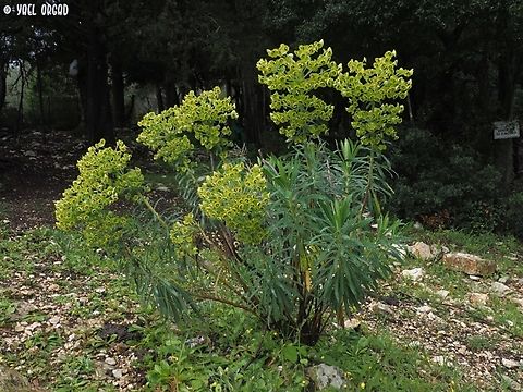 Euphorbia characias  Euphorbia characias,Geotagged,Italy,Mediterranean spurge,Spring