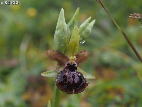 Ophrys sphegodes ssp. passionis  Early Spider-orchid,Geotagged,Italy,Ophrys sphegodes,Spring