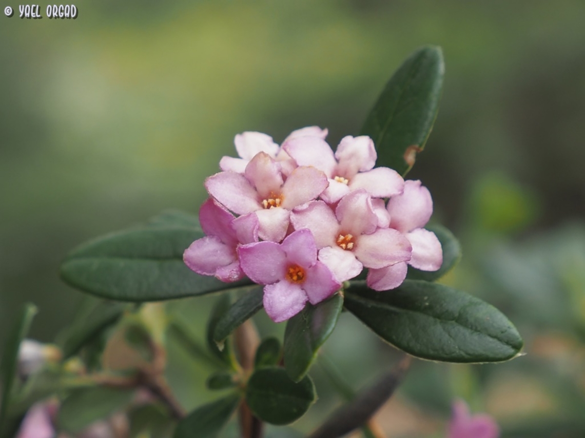 Daphne sericea  Daphne sericea,Geotagged,Italy,Spring