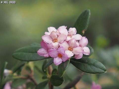 Daphne sericea  Daphne sericea,Geotagged,Italy,Spring