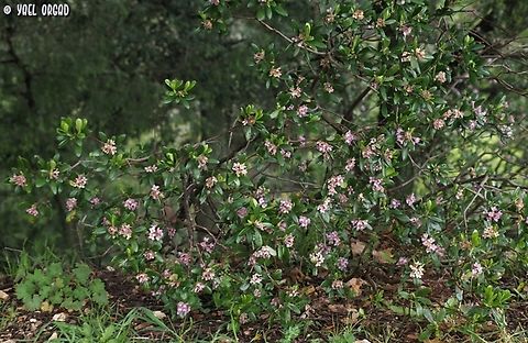 Daphne sericea beautiful shrubs Daphne sericea,Geotagged,Italy,Spring