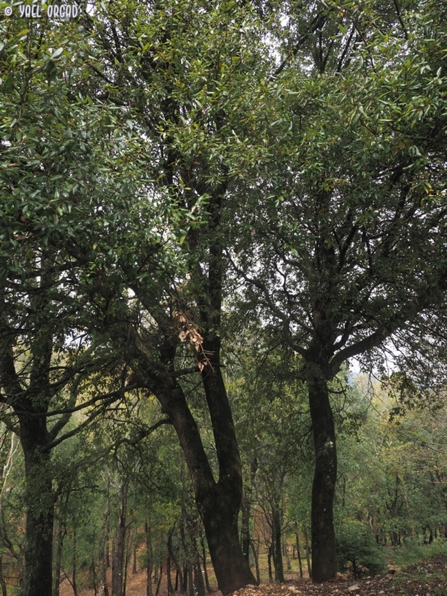 Quercus ilex  Evergreen oak,Geotagged,Italy,Quercus ilex,Spring
