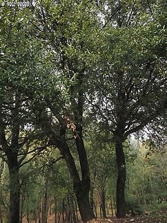 Quercus ilex  Evergreen oak,Geotagged,Italy,Quercus ilex,Spring