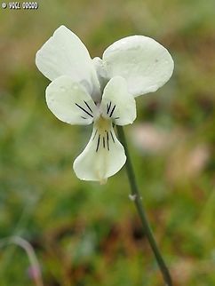 Viola merxmuelleri  Geotagged,Italy,Spring,Viola merxmuelleri