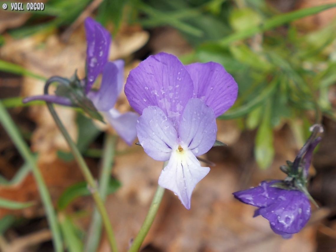Viola merxmuelleri  Geotagged,Italy,Spring,Viola merxmuelleri