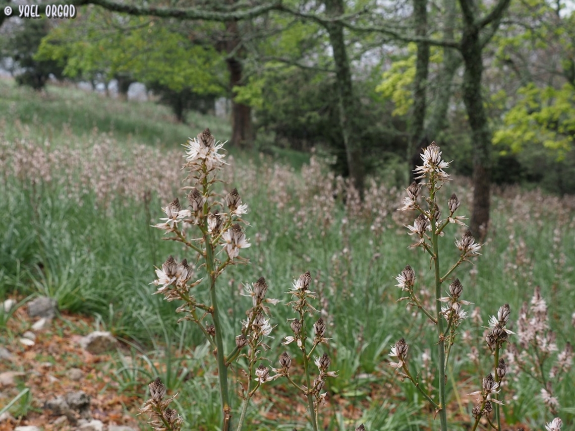 Asphodelus ramosus  Asphodelus ramosus,Branched asphodel,Geotagged,Italy,Spring