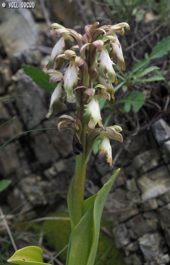 Himantoglossum robertianum  Geotagged,Himantoglossum robertianum,Italy,Robert's Orchid,Spring
