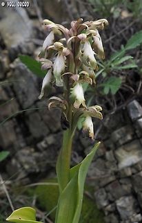 Himantoglossum robertianum  Geotagged,Himantoglossum robertianum,Italy,Robert's Orchid,Spring