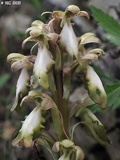 Himantoglossumrobertianum  Geotagged,Himantoglossum robertianum,Italy,Robert's Orchid,Spring