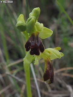 Ophrys fusca ssp. fusca  Geotagged,Italy,Ophrys fusca,Sombre bee-orchid,Spring