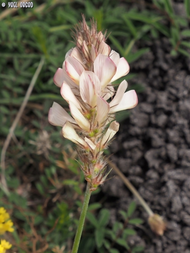 Onobrychis alba  Common sainfoin,Geotagged,Italy,Onobrychis viciifolia,Spring