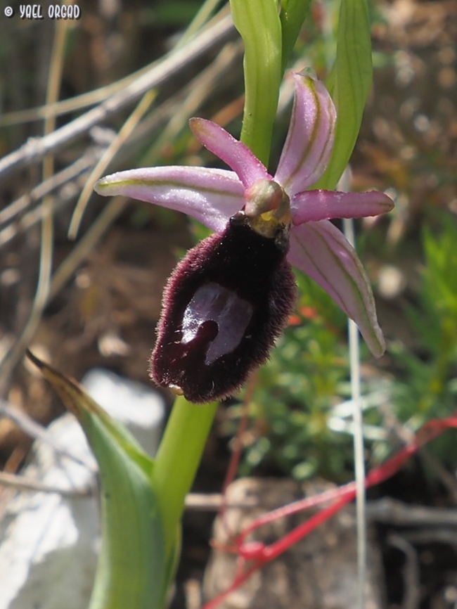Ophrys bertolonii I love Ophryses so much, but this one really was prettier!  Bertolonis bee orchid,Geotagged,Italy,Ophrys bertolonii,Spring