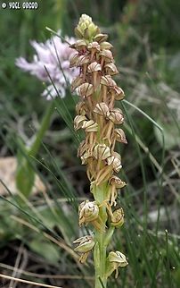 Orchis anthropophora  Geotagged,Italy,Orchis anthropophora,Spring