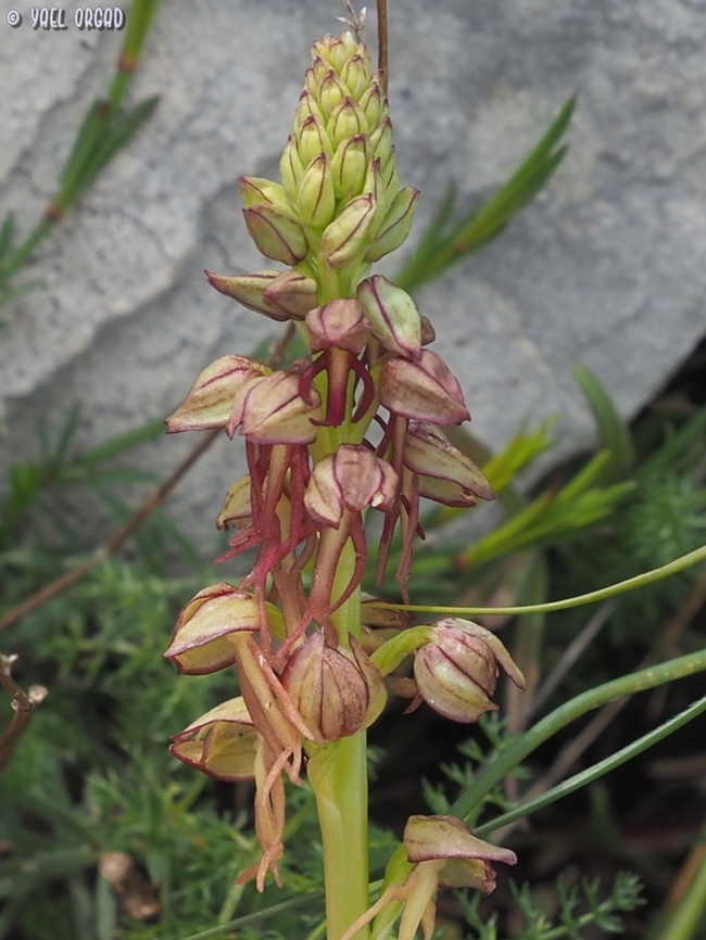 Orchis anthropophora  Geotagged,Italy,Orchis anthropophora,Spring