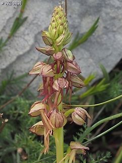 Orchis anthropophora  Geotagged,Italy,Orchis anthropophora,Spring