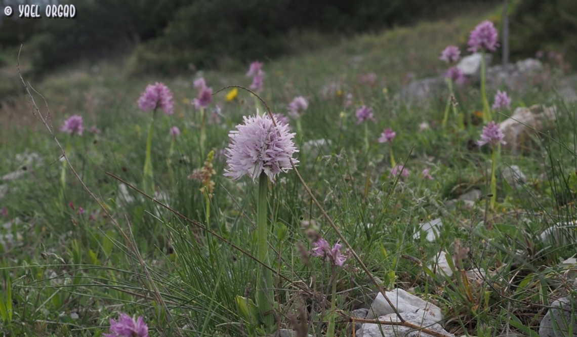 Orchis italica  Geotagged,Italian orchid,Italy,Orchis italica,Spring