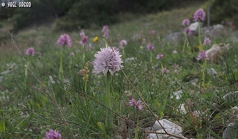 Orchis italica  Geotagged,Italian orchid,Italy,Orchis italica,Spring