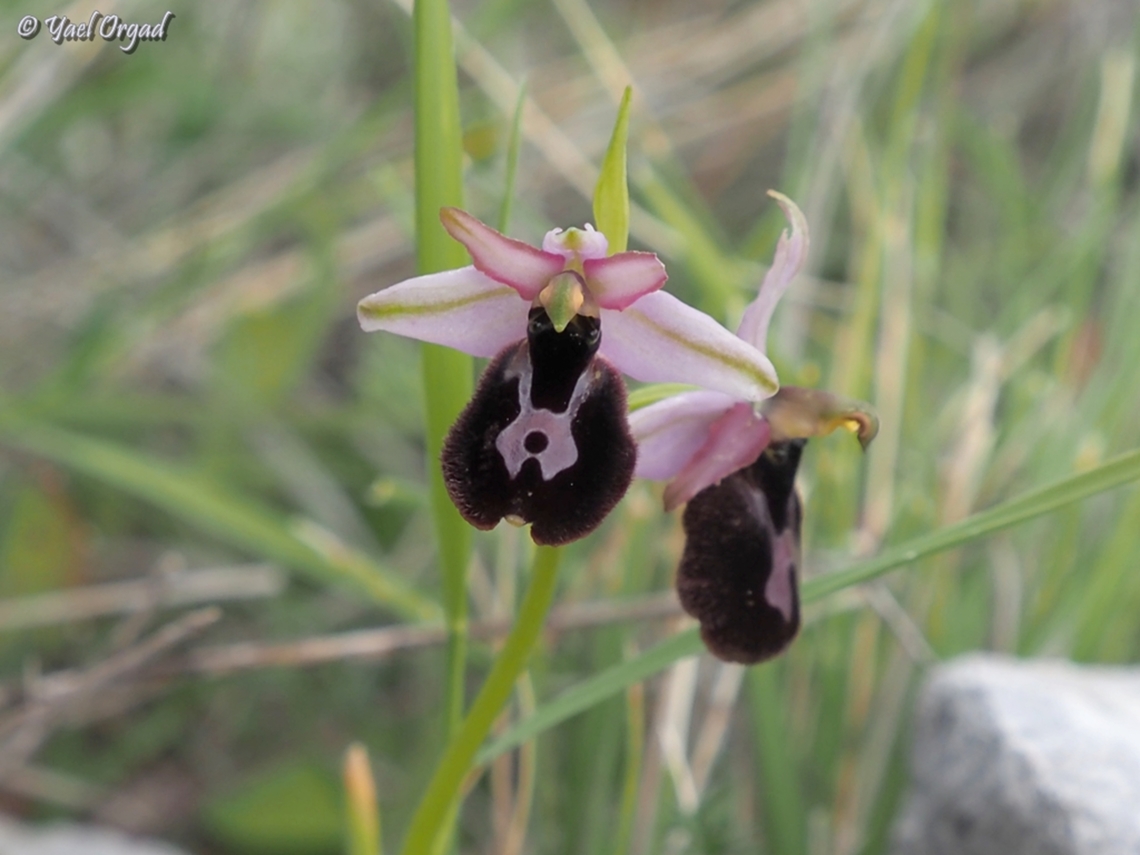 Ophrys × lyrata Hybrid Ophrys - Ophrys bertolonii x Ophrys incubacea Geotagged,Italy,Ophrys × lyrata,Spring