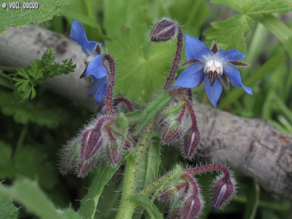 Borago officinalis  Borage,Borago officinalis,Geotagged,Italy,Spring
