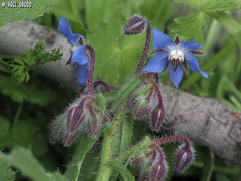 Borago officinalis  Borage,Borago officinalis,Geotagged,Italy,Spring