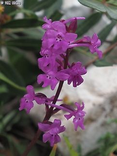 Orchis quadripunctata  Four-spotted orchis,Geotagged,Italy,Orchis quadripunctata,Spring