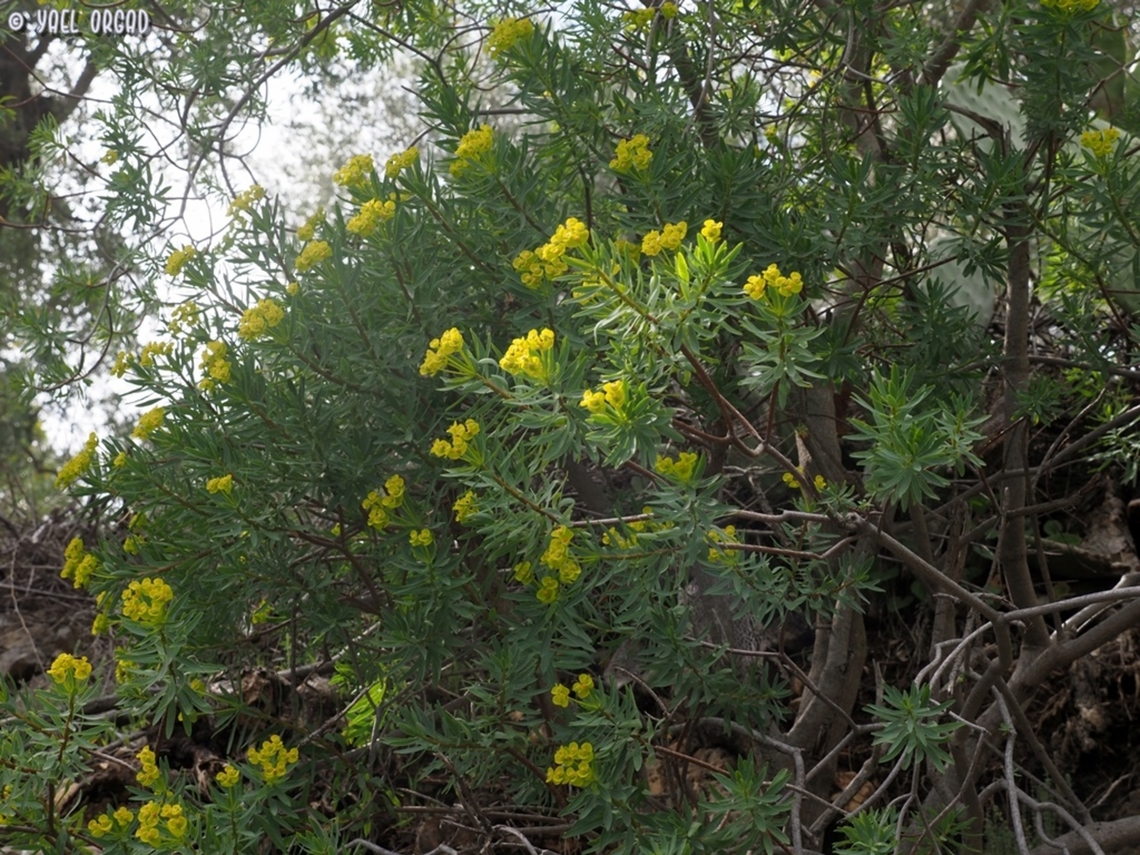 Euphorbia dendroides  Euphorbia dendroides,Geotagged,Italy,Spring,Tree Spurge