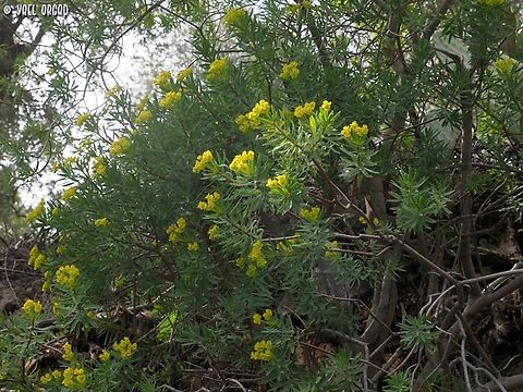 Euphorbia dendroides  Euphorbia dendroides,Geotagged,Italy,Spring,Tree Spurge