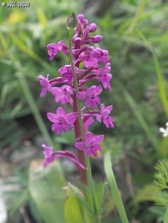 Orchis quadripunctata  Four-spotted orchis,Geotagged,Italy,Orchis quadripunctata,Spring