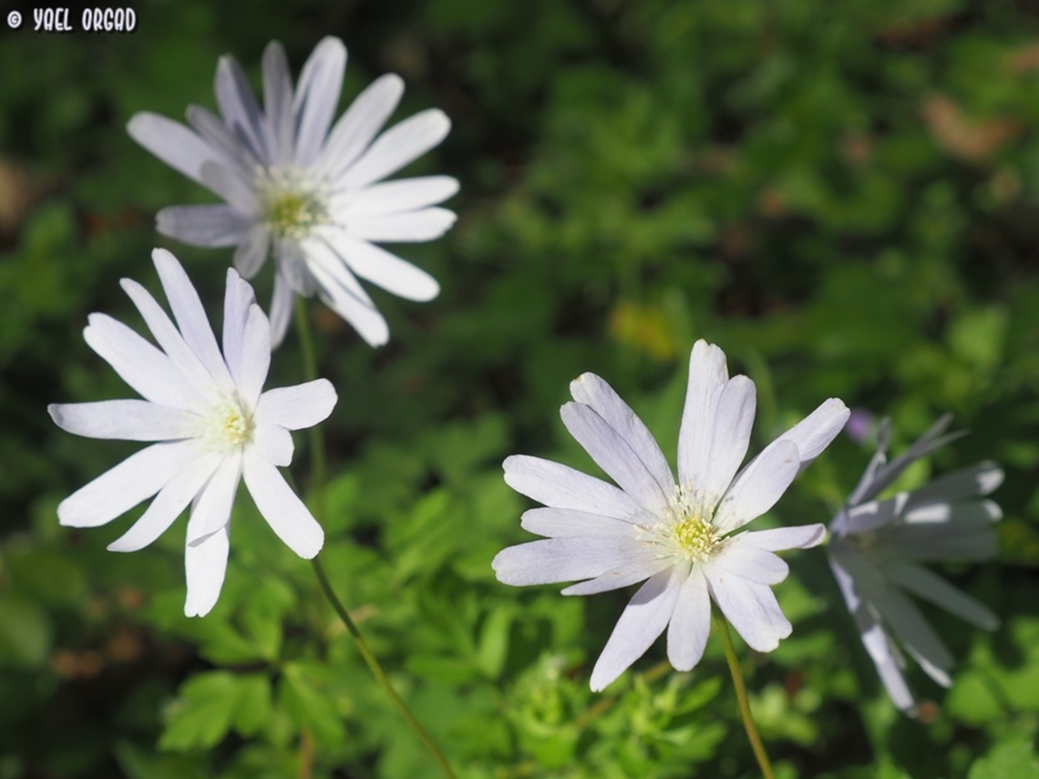 Anemonoides apennina  Anemonoides apennina,Geotagged,Italy,Spring