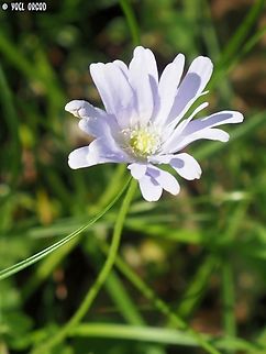 Anemonoides apennina  Anemonoides apennina,Geotagged,Italy,Spring