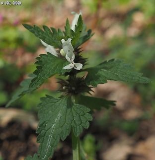 Lamium bifidum  Geotagged,Italy,Lamium bifidum,Spring