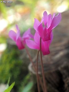 Cyclamen repandum  Cyclamen repandum,Geotagged,Italy,Spring