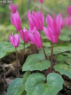 Cyclamen repandum  Cyclamen repandum,Geotagged,Italy,Spring