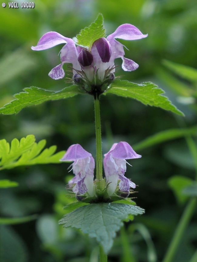 Lamium garganicum - in Gargano!  Geotagged,Italy,Lamium garganicum,Spring