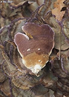 Trichaptum biforme I turned one mushroom to see its lower side Geotagged,Italy,Spring,Trichaptum biforme,Violet-Toothed Polypore