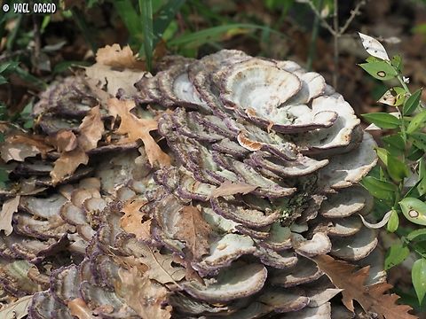 Trichaptum biforme  Geotagged,Italy,Spring,Trichaptum biforme,Violet-Toothed Polypore