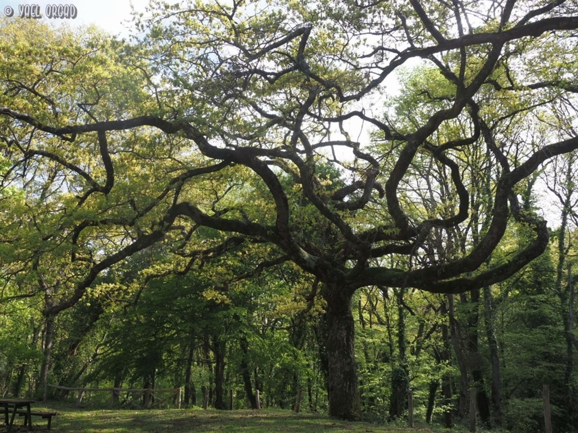 Quercus cerris A truly handsome tree!  Geotagged,Italy,Quercus cerris,Spring,Turkey oak