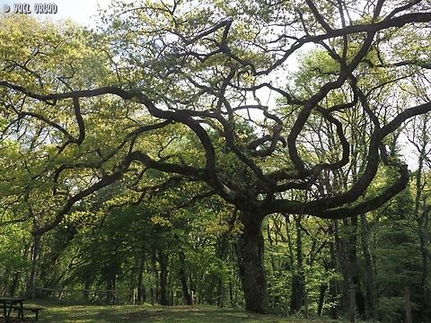 Quercus cerris A truly handsome tree!  Geotagged,Italy,Quercus cerris,Spring,Turkey oak