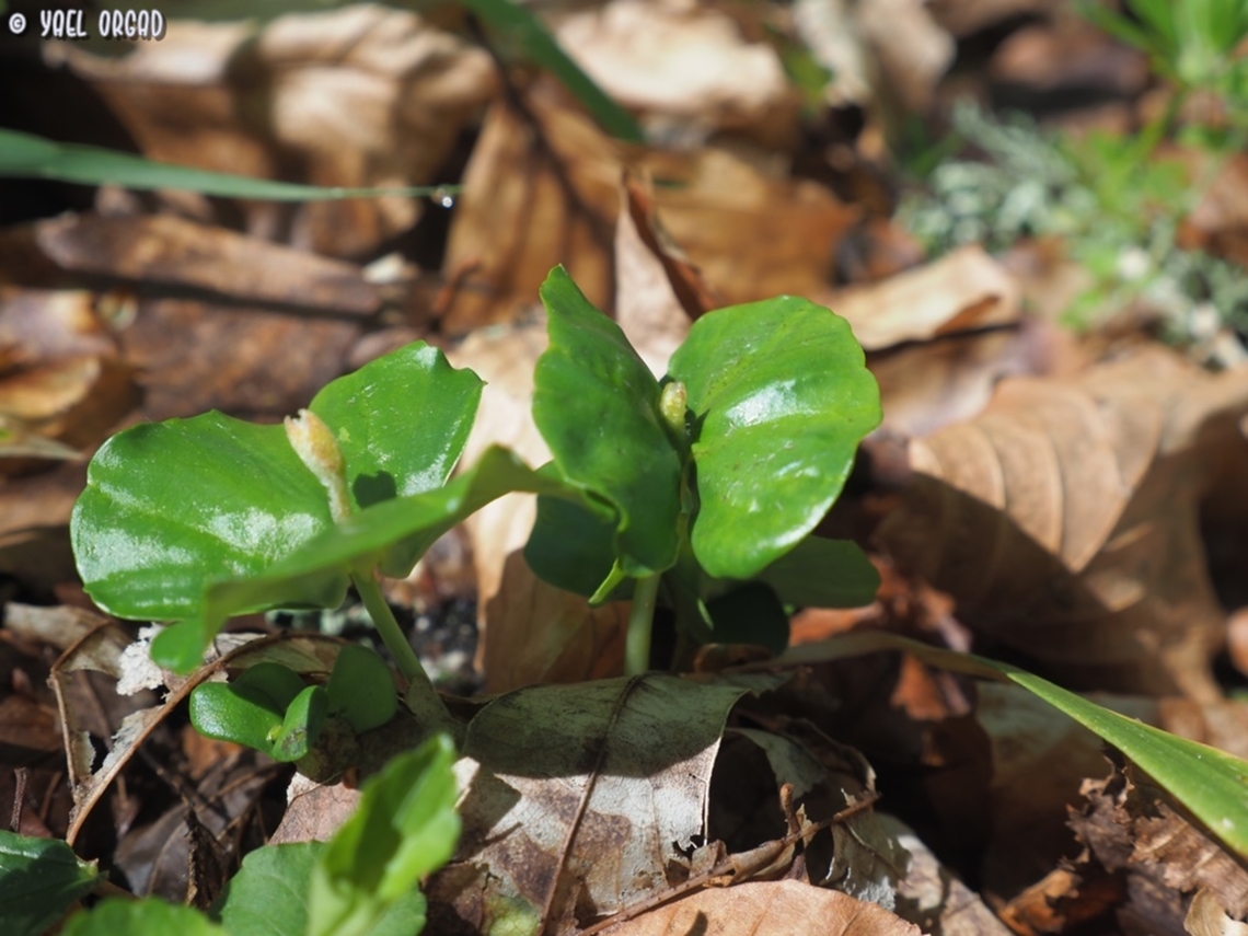 Fagus sylvatica - just sprouting  Fagus sylvatica,Fagus_sylvatica,Geotagged,Italy,Spring