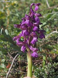 Anacamptis morio  Anacamptis morio,Geotagged,Green-winged orchid,Italy,Spring