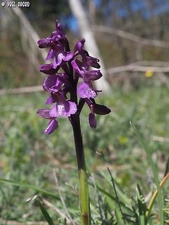 Anacamptis morio  Anacamptis morio,Geotagged,Green-winged orchid,Italy,Spring