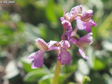 Anacamptis morio  Anacamptis morio,Anacamptis_morio,Geotagged,Italy,Spring